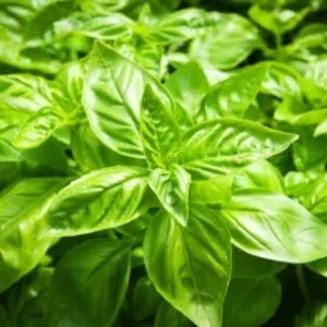 Live Basil Plants Set - 2 Sweet Basil Plants in 4 Inch Pots