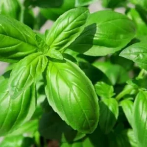 Live Basil Plants Set - 2 Sweet Basil Plants in 4 Inch Pots