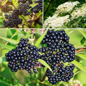 Live Elderberry Plants - 2 Sweet Elderberry Bushes 6-12 Inches Tall for Planting