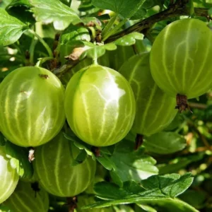 Live Gooseberry Plant - Pixwell Gooseberry Bush, 6-12 Inch Starter Bareroots for Planting Outdoors