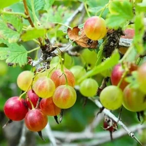 Live Gooseberry Plant - Pixwell Gooseberry Bush, 6-12 Inch Starter Bareroots for Planting Outdoors