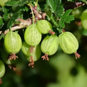 Live Gooseberry Plant - Pixwell Gooseberry Bush, 6-12 Inch Starter Bareroots for Planting Outdoors