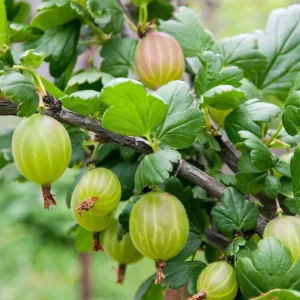 Live Gooseberry Plant - Pixwell Gooseberry Bush, 6-12 Inch Starter Bareroots for Planting Outdoors