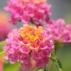 Live Lantana Plant Set - 3 Pack, Perennial Flowering, Pink Blooms