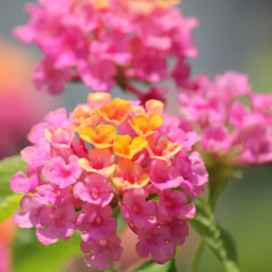 Live Lantana Plant Set - 3 Pack, Perennial Flowering, Pink Blooms