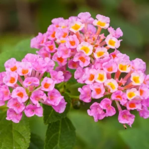 Live Lantana Plant Set - 3 Pack, Perennial Flowering, Pink Blooms