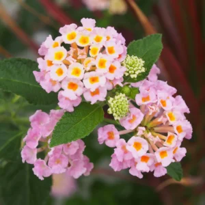 Live Lantana Plant Set - 3 Pack, Perennial Flowering, Pink Blooms