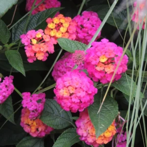 Live Lantana Plant Set - 3 Pack, Perennial Flowering, Pink Blooms