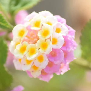 Live Lantana Plant Set - 3 Pack, Perennial Flowering, Pink Blooms