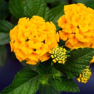 Live Lantana Plants - Set of 3 Outdoor Perennial Flowering Plants