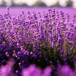 Live Lavender Plant Potted - Perennial Lavender Flower Plants - Indoor Outdoor