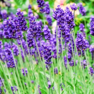 Live Lavender Plant Potted - Perennial Lavender Flower Plants - Indoor Outdoor