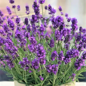 Live Lavender Plant Potted - Perennial Lavender Flower Plants - Indoor Outdoor