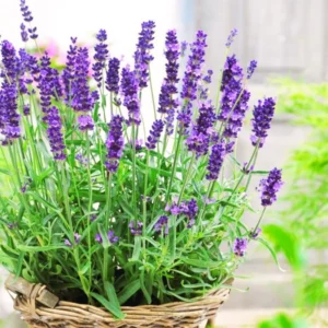 Live Lavender Plant Potted - Perennial Lavender Flower Plants - Indoor Outdoor