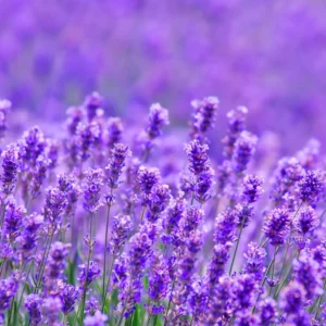 Live Lavender Plant Potted - Perennial Lavender Flower Plants - Indoor Outdoor