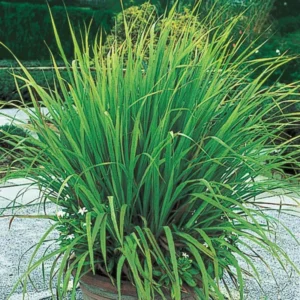 Live Lemon Grass Plant Set - 10 Inch Herb in Pot for Indoor/Outdoor Planting