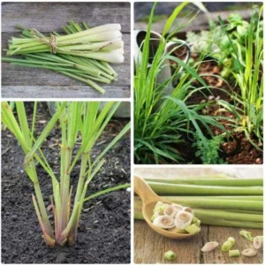 Live Lemon Grass Plant Set - 10 Inch Herb in Pot for Indoor/Outdoor Planting