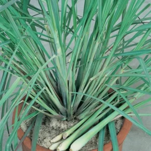 Live Lemongrass Plant 2-Pack - Outdoor Planting in Pots, Culinary Herb