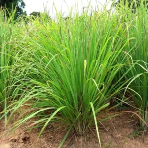 Live Lemongrass Plant 2-Pack - Outdoor Planting in Pots, Culinary Herb