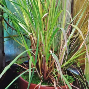 Live Lemongrass Plant 2-Pack - Outdoor Planting in Pots, Culinary Herb