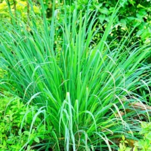 Live Lemongrass Plant 2-Pack - Outdoor Planting in Pots, Culinary Herb