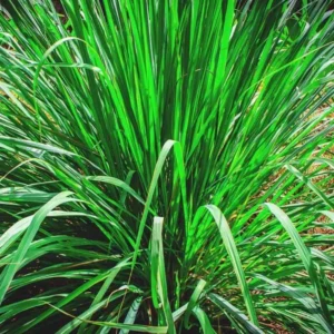 Live Lemongrass Plant 2-Pack - Outdoor Planting in Pots, Culinary Herb