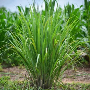 Live Lemongrass Plants - 12 Pack No Root - Fresh Herb Garden Starter