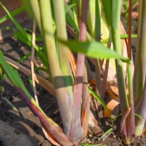 Live Lemongrass Plants - 12 Pack No Root - Fresh Herb Garden Starter