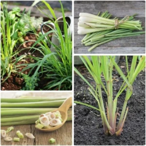 Live Lemongrass Plants - Set of 4 Outdoor Herb Plants