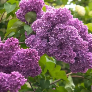 Live Lilac Tree - 1 to 2 Ft Purple Lilac Shrub - Ready to Plant