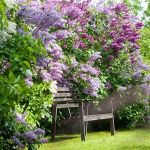 Live Lilac Tree - 1 to 2 Ft Purple Lilac Shrub - Ready to Plant