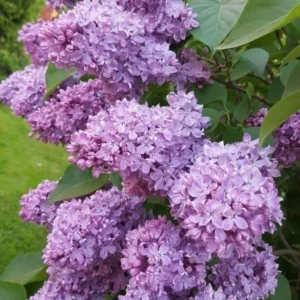 Live Lilac Tree - 1 to 2 Ft Purple Lilac Shrub - Ready to Plant