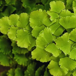 Live Maidenhair Fern Plant - 3.5 Inch Potted Indoor Outdoor Fern