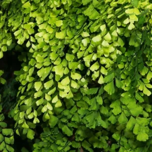 Live Maidenhair Fern Plant - 3.5 Inch Potted Indoor Outdoor Fern