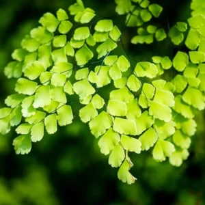 Live Maidenhair Fern Plant - 3.5 Inch Potted Indoor Outdoor Fern