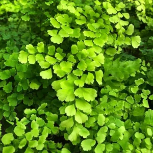 Live Maidenhair Fern Plant - 3.5 Inch Potted Indoor Outdoor Fern