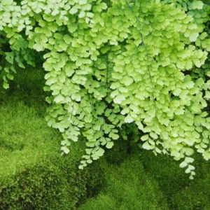 Live Maidenhair Fern Plant - 3.5 Inch Potted Indoor Outdoor Fern