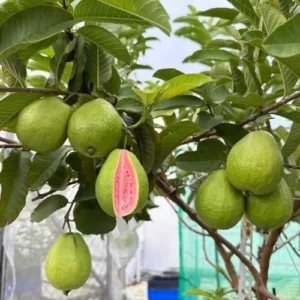 Live Pink Guava Tree - 4 Inch Pot Guava Plant - 8-12 Inch Fruit Tree