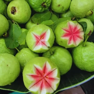 Live Pink Guava Tree - 4 Inch Pot Guava Plant - 8-12 Inch Fruit Tree