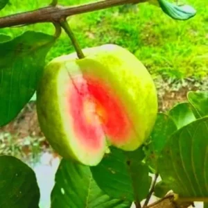 Live Pink Guava Tree - 4 Inch Pot Guava Plant - 8-12 Inch Fruit Tree