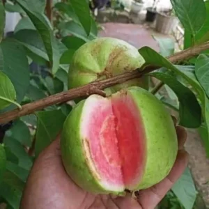 Live Pink Guava Tree - 4 Inch Pot Guava Plant - 8-12 Inch Fruit Tree