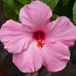 Live Pink Hibiscus Plant - Easy to Plant, 7-13 Inch Tall, Well Rooted Hibiscus Tree