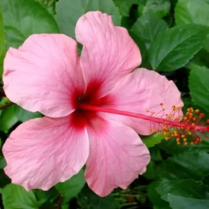 Live Pink Hibiscus Plant - Easy to Plant, 7-13 Inch Tall, Well Rooted Hibiscus Tree