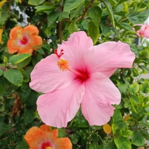 Live Pink Hibiscus Plant - Easy to Plant, 7-13 Inch Tall, Well Rooted Hibiscus Tree