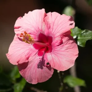 Live Pink Hibiscus Plant - Easy to Plant, 7-13 Inch Tall, Well Rooted Hibiscus Tree