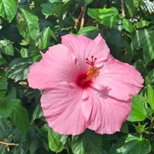 Live Pink Hibiscus Plant - Easy to Plant, 7-13 Inch Tall, Well Rooted Hibiscus Tree