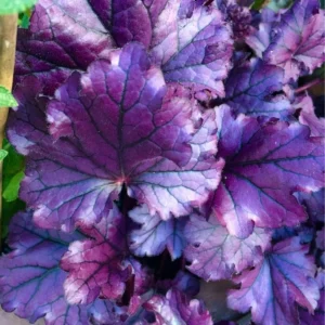 Live Purple Heuchera Plants - Perennial Coral Bells Shrubs 4 Pack