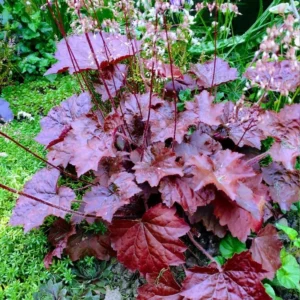 Live Purple Heuchera Plants - Perennial Coral Bells Shrubs 4 Pack