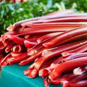 Live Rhubarb Root Division - 2 Year Old Plant for Planting Outdoors