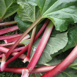 Live Rhubarb Root Division - 2 Year Old Plant for Planting Outdoors